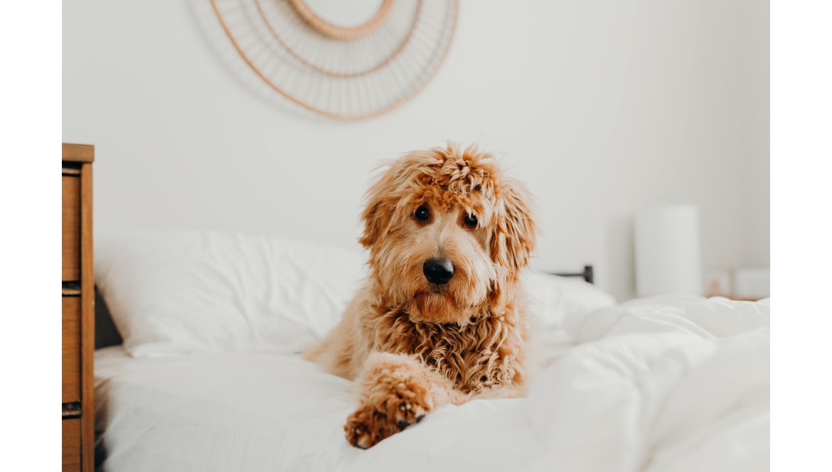 Pes v posteli. Ano, nebo ne?