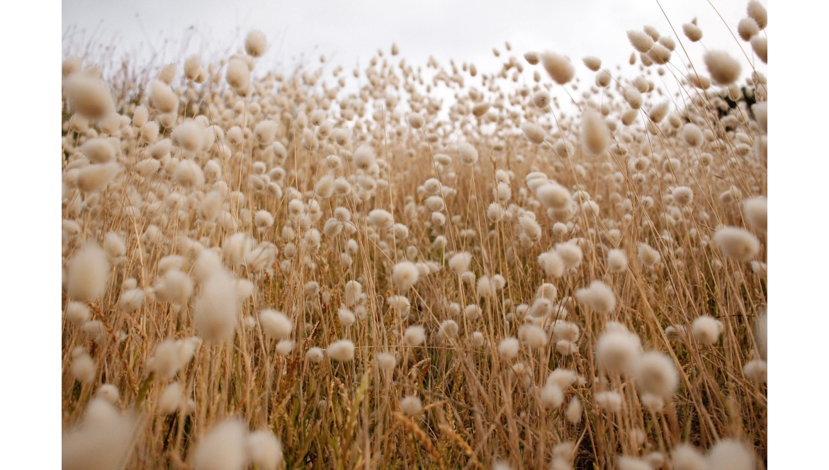 Od bílé rostlinky až po textilii. Poznejte svět populární bavlny